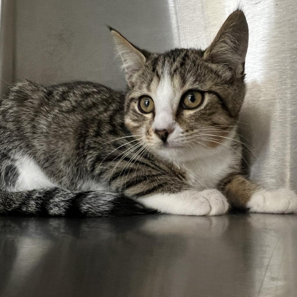 Enlarge Romeo, a Adoptable Domestic Short Hair in Harrisville, WV image 1/2