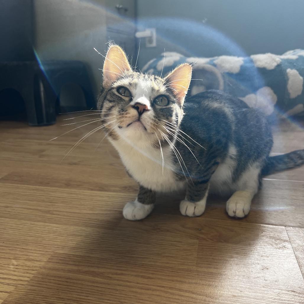 Enlarge Romeo, a Adoptable Domestic Short Hair in Harrisville, WV image 2/2