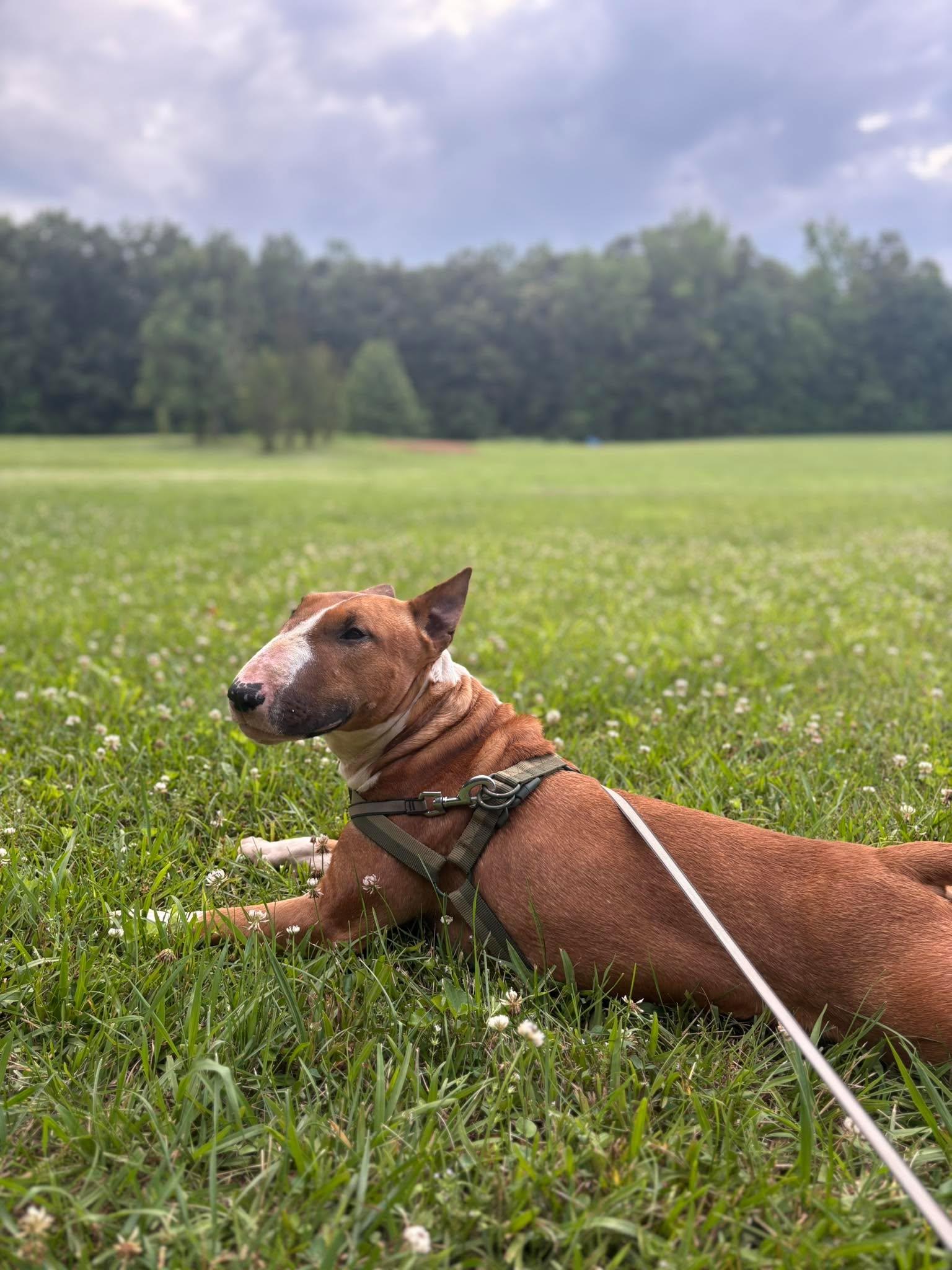 Enlarge 26-045 Trouble, a Adoptable Bull Terrier in Clarksville, TN image 3/4