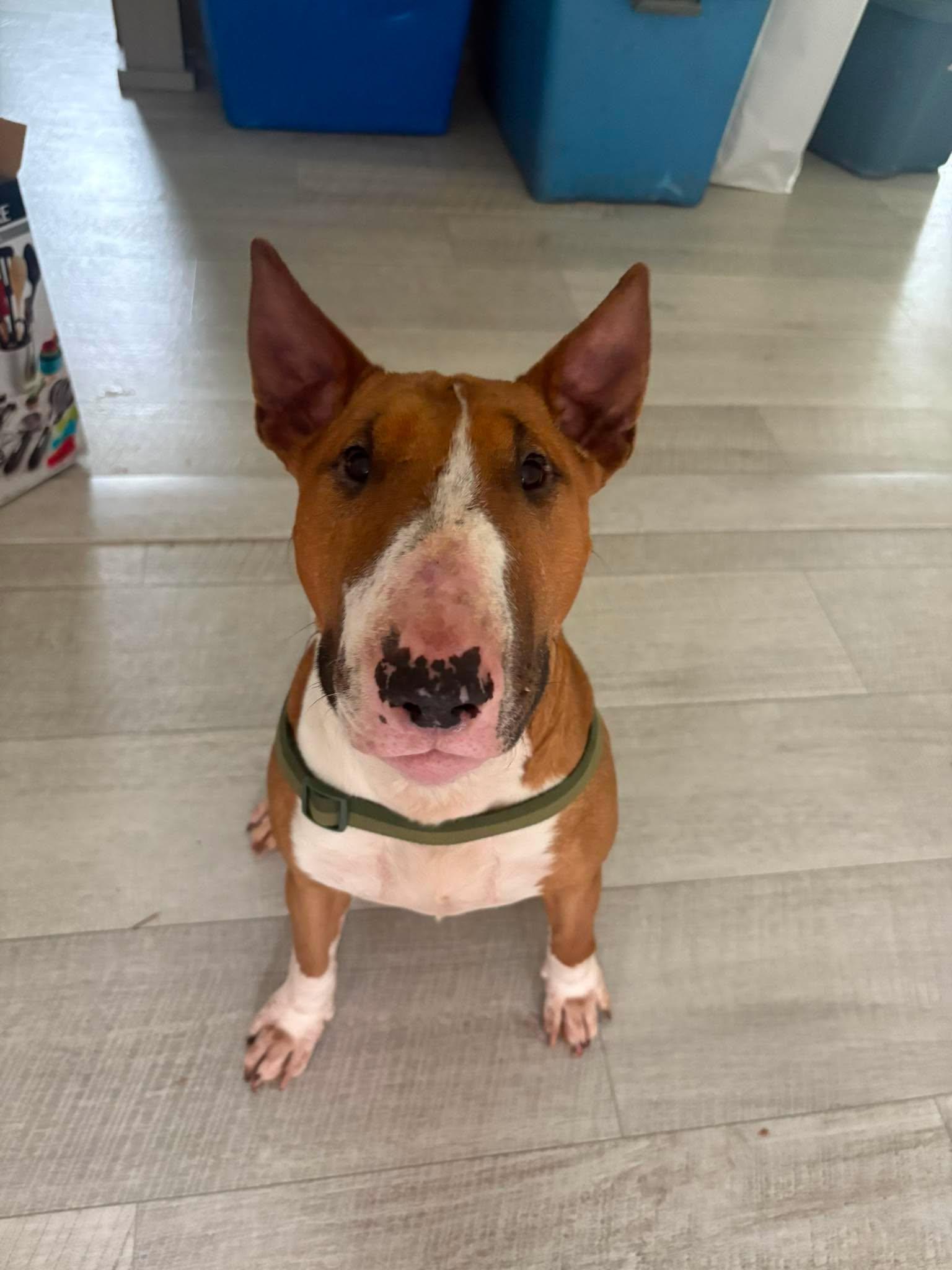 Enlarge 26-045 Trouble, a Adoptable Bull Terrier in Clarksville, TN image 4/4