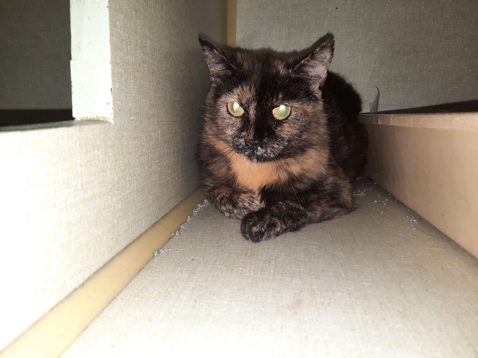 Gloria, Adoptable, Young Female Tortoiseshell & Domestic Short Hair.