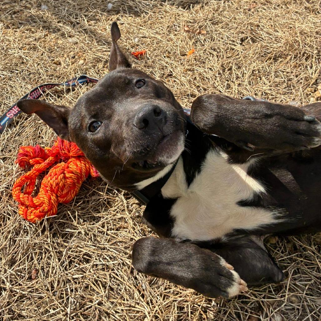 Chuck — thumbnail 2