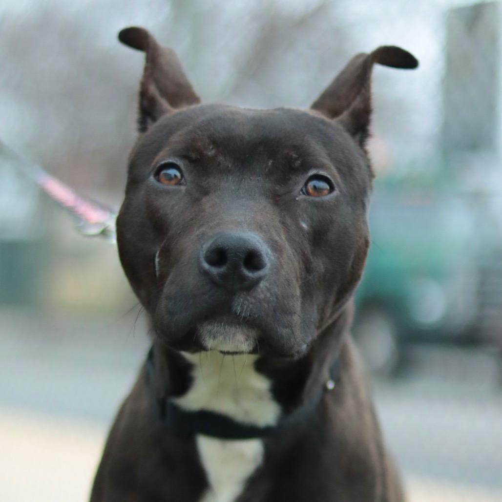 Chuck — thumbnail 3