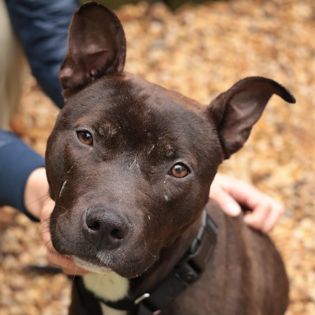 Chuck — thumbnail 4