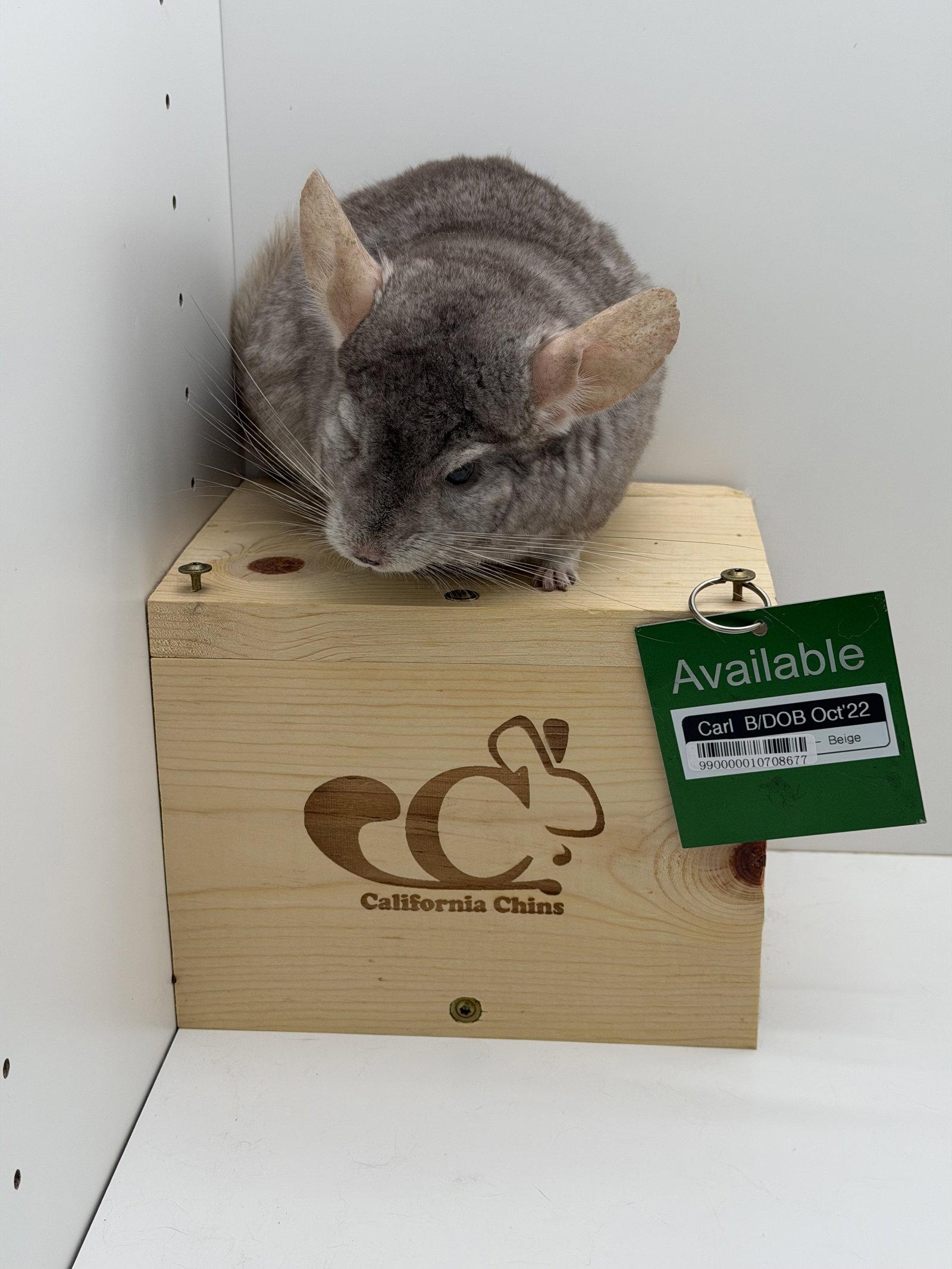 Carl, Adopted, Adult Male Chinchilla.