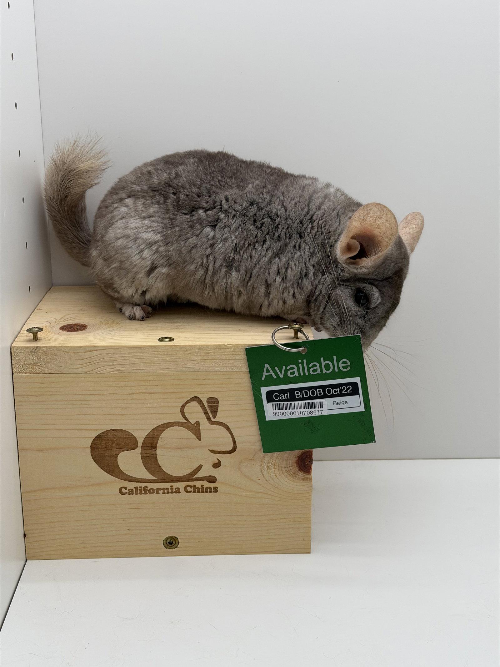 Enlarge Carl, a Adopted Chinchilla in Sunnyvale, CA image 2/3