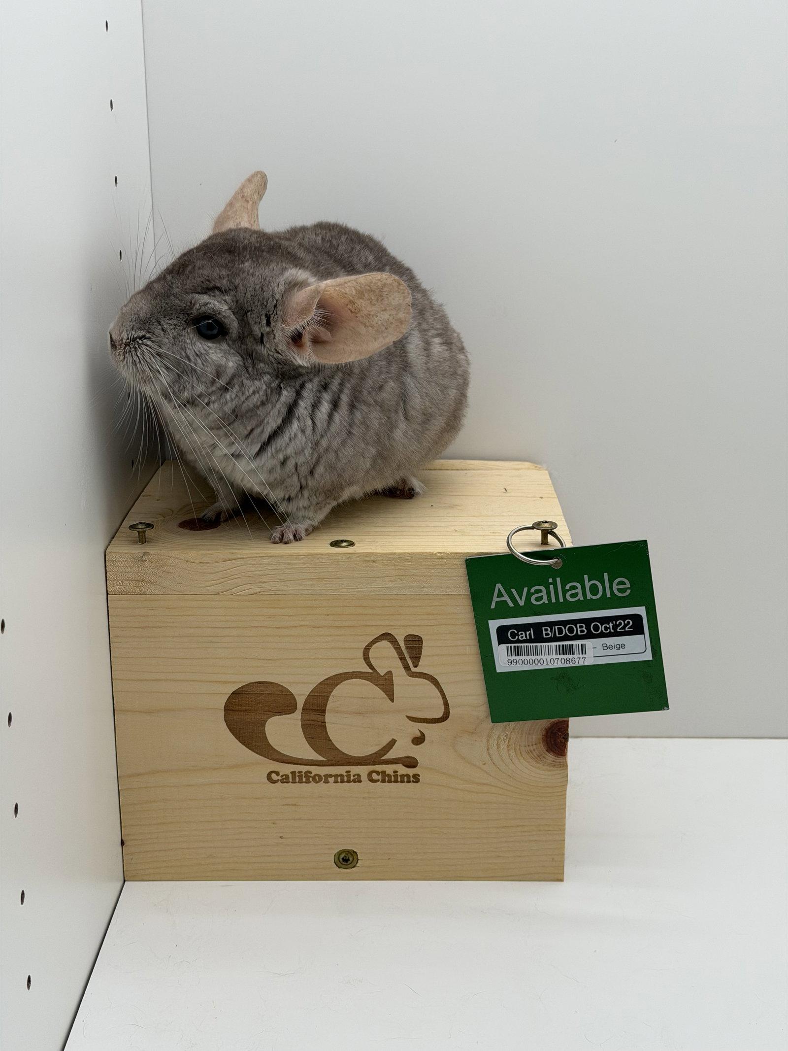 Enlarge Carl, a Adopted Chinchilla in Sunnyvale, CA image 3/3