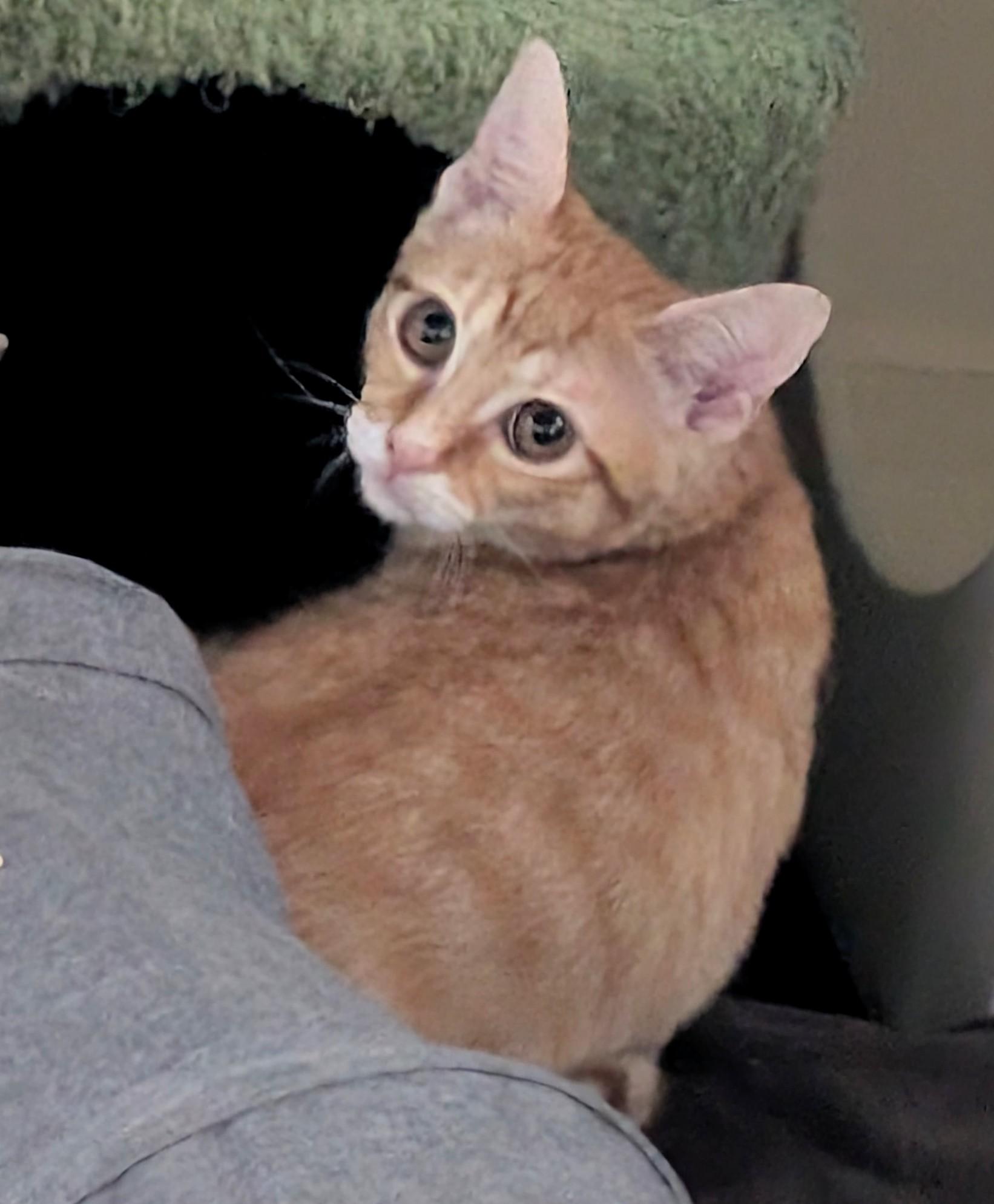 Mau Mau, a Adoptable Domestic Short Hair in San Diego, CA image 3/3