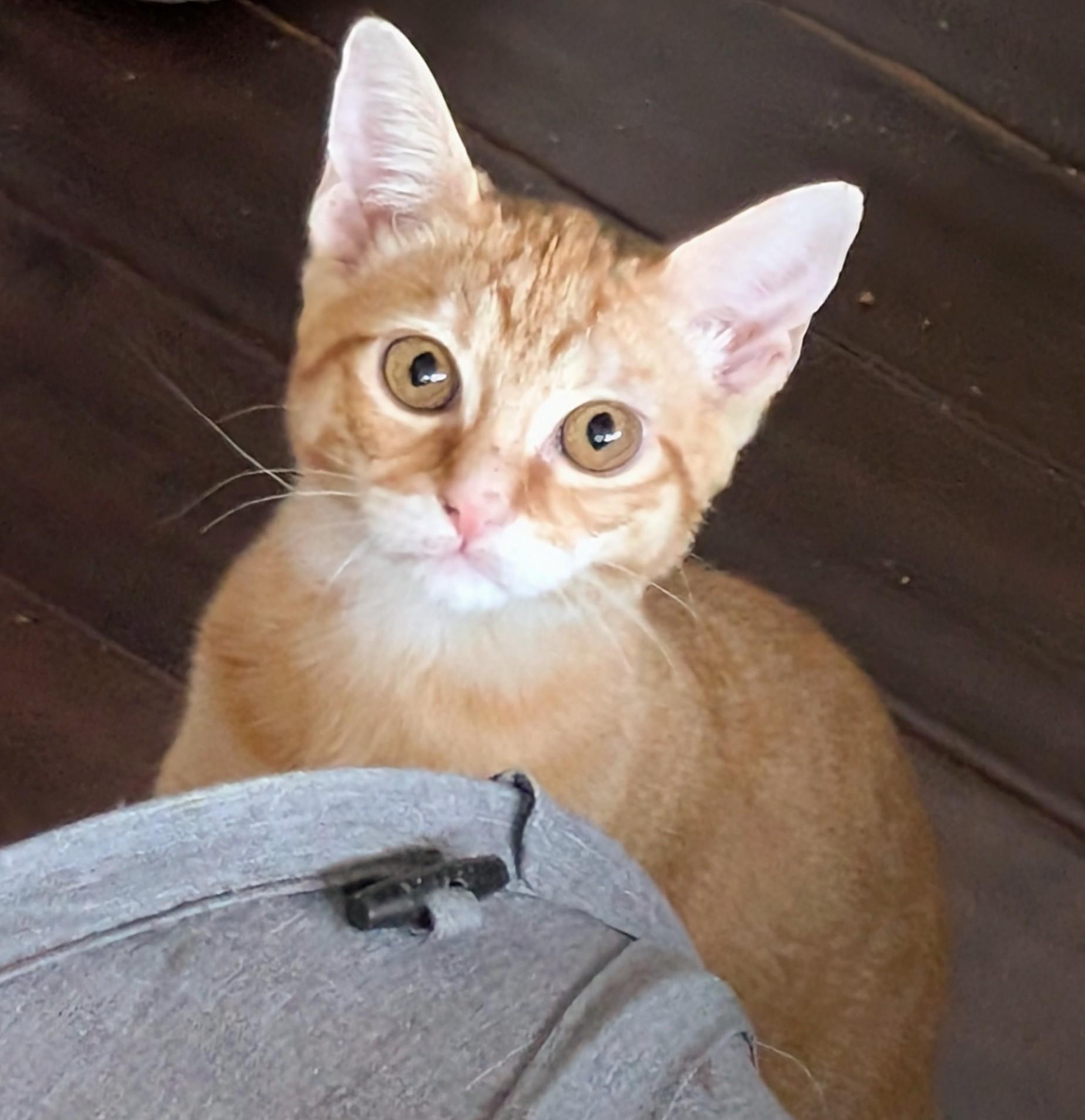 Mau Mau, a Adoptable Domestic Short Hair in San Diego, CA image 1/3