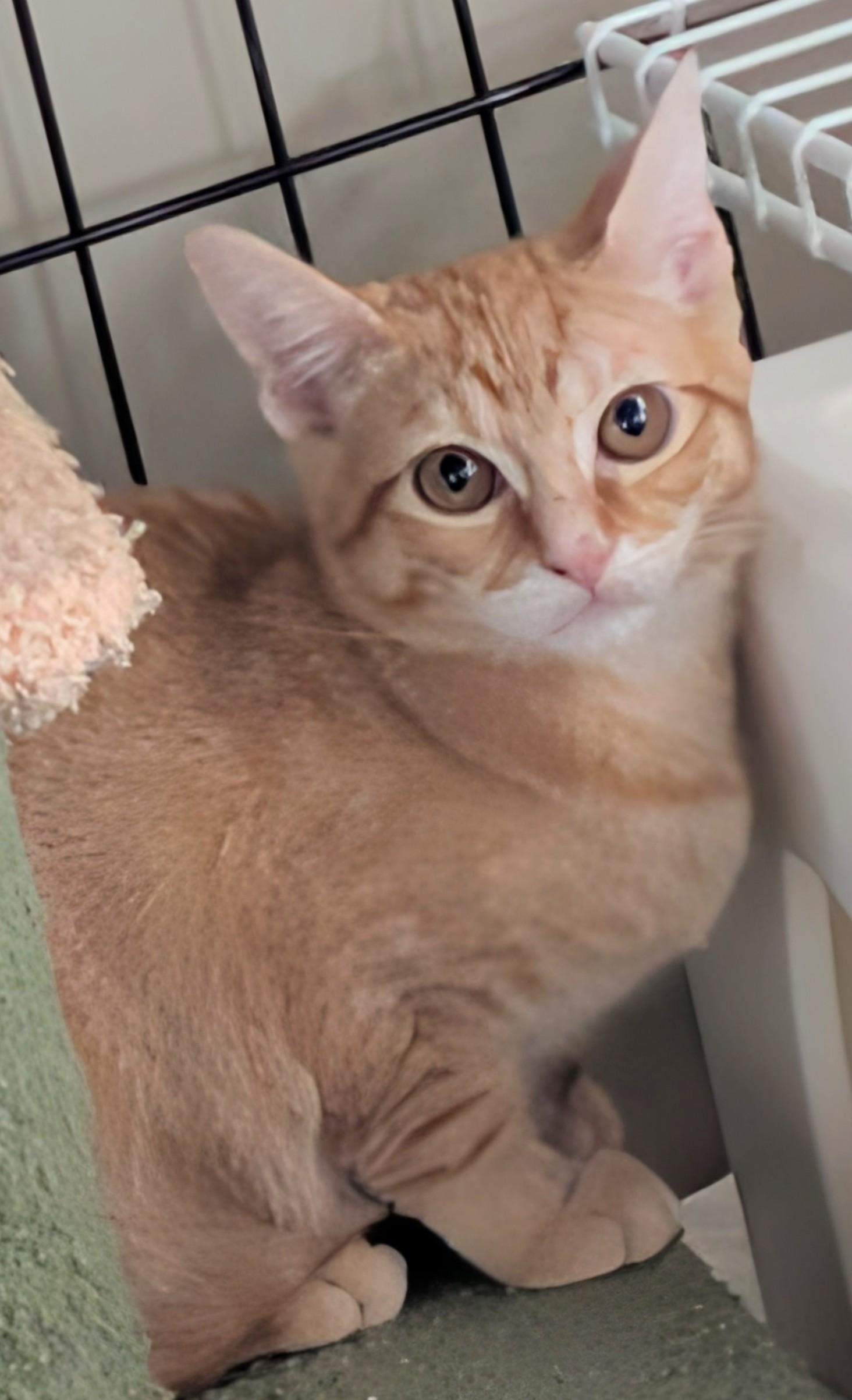 Mau Mau, a Adoptable Domestic Short Hair in San Diego, CA image 2/3