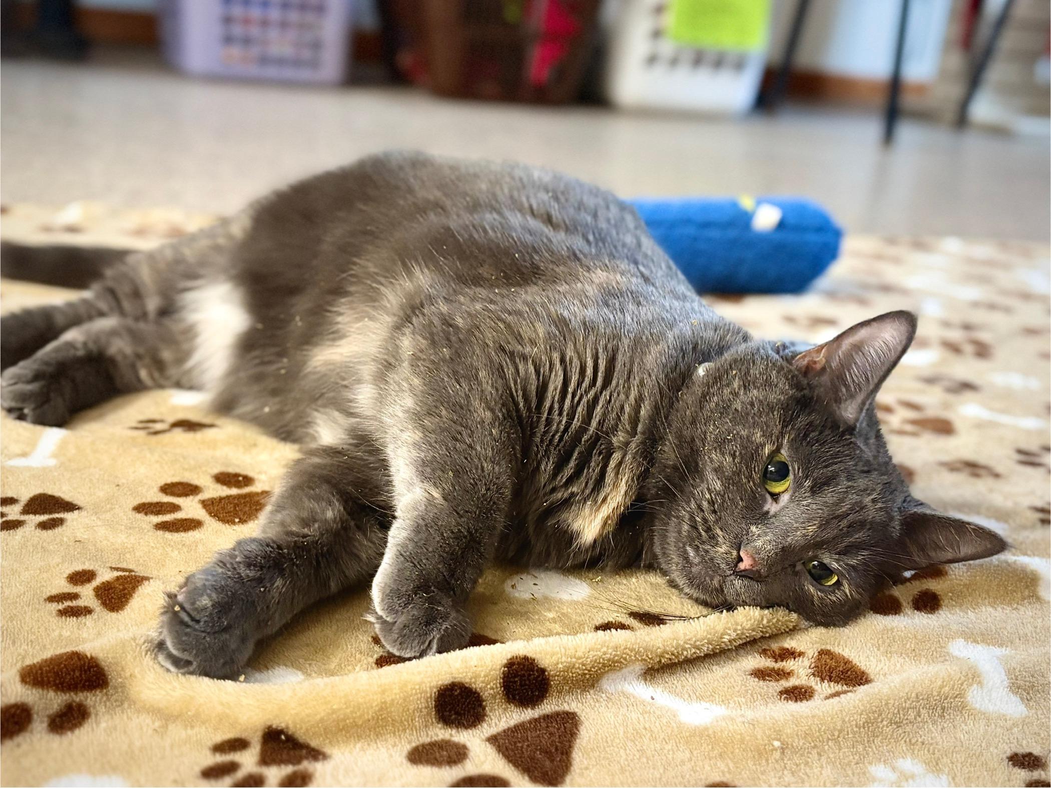 Janice, ADOPTABLE, Adult Female Domestic Short Hair.