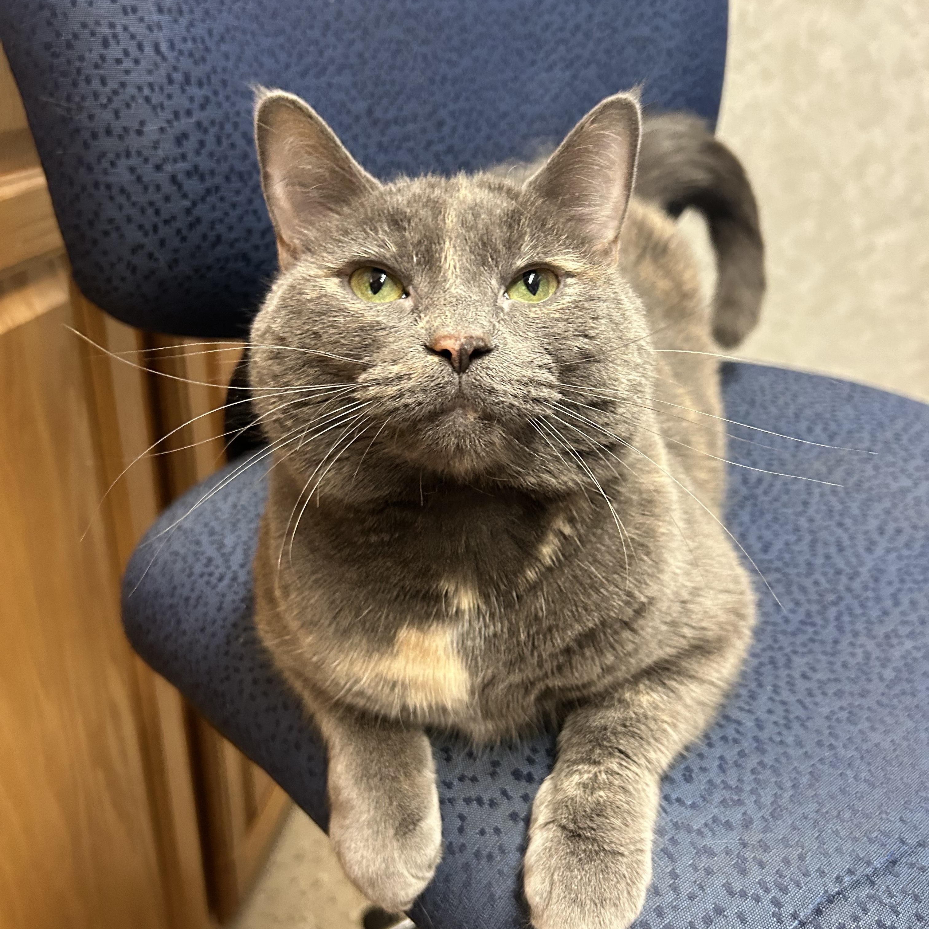 Janice, ADOPTABLE, Adult Female Domestic Short Hair.
