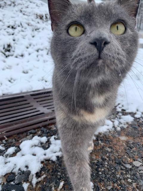 Eva, a Adoptable Domestic Short Hair in Blountville, TN image 1/2