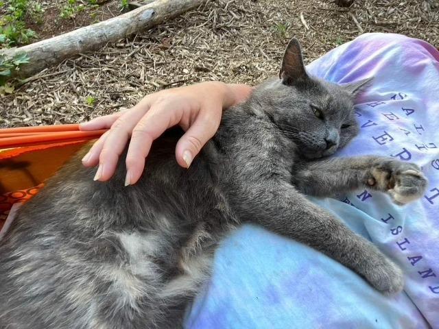 Eva, Adoptable, Adult Female Domestic Short Hair.