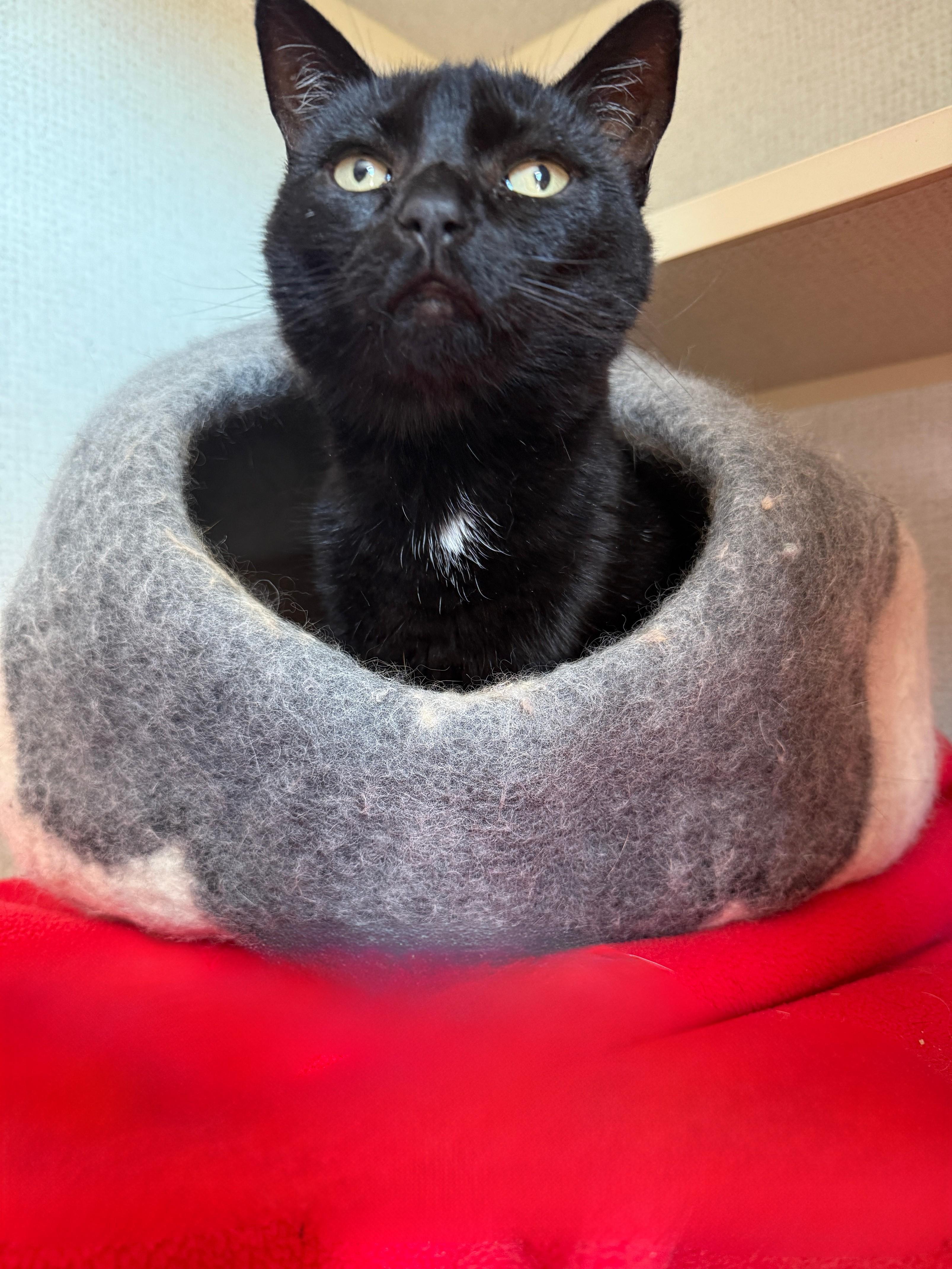Enlarge Gardenia, a ADOPTABLE Domestic Short Hair in Orleans, VT image 1/2