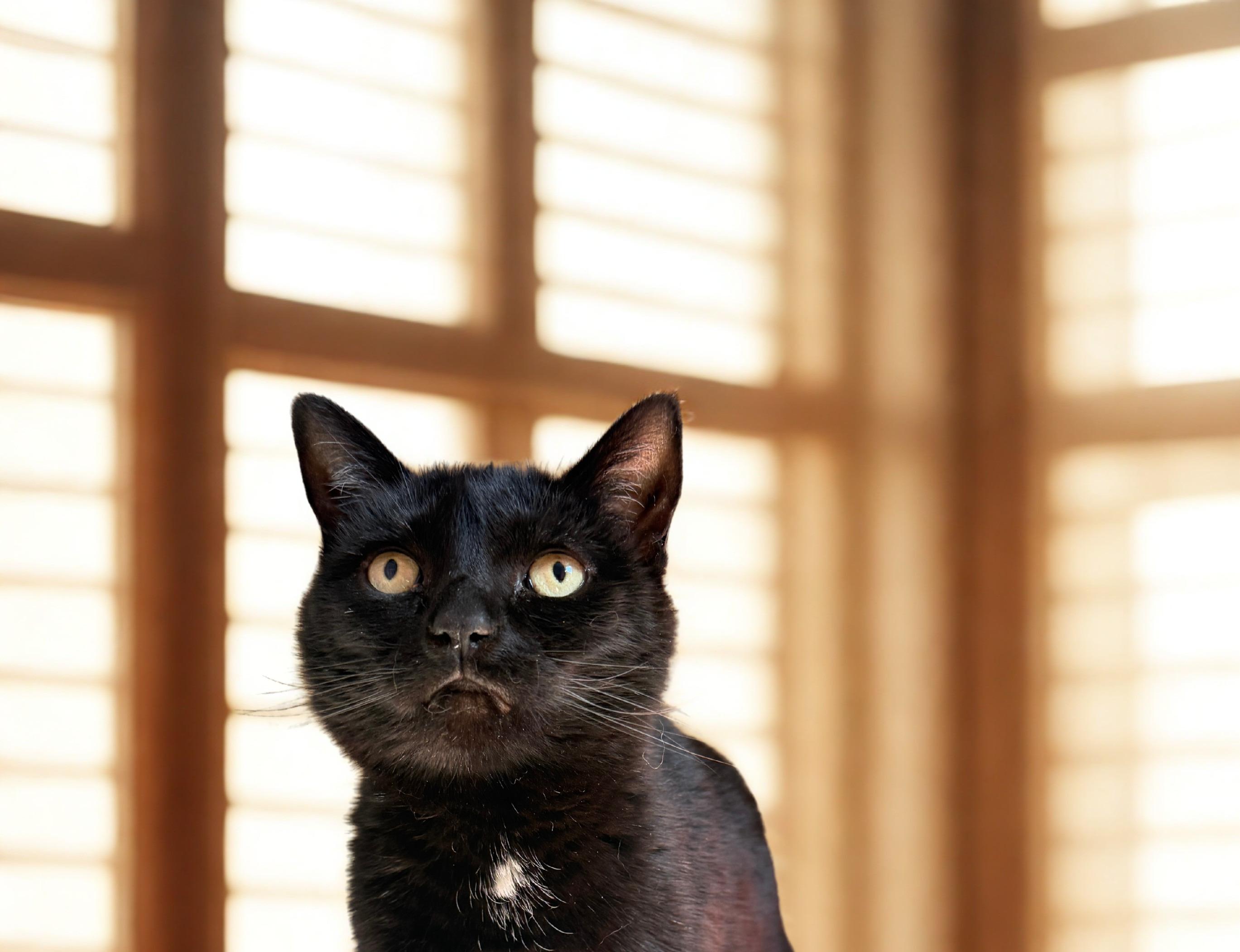 Enlarge Gardenia, a ADOPTABLE Domestic Short Hair in Orleans, VT image 2/2