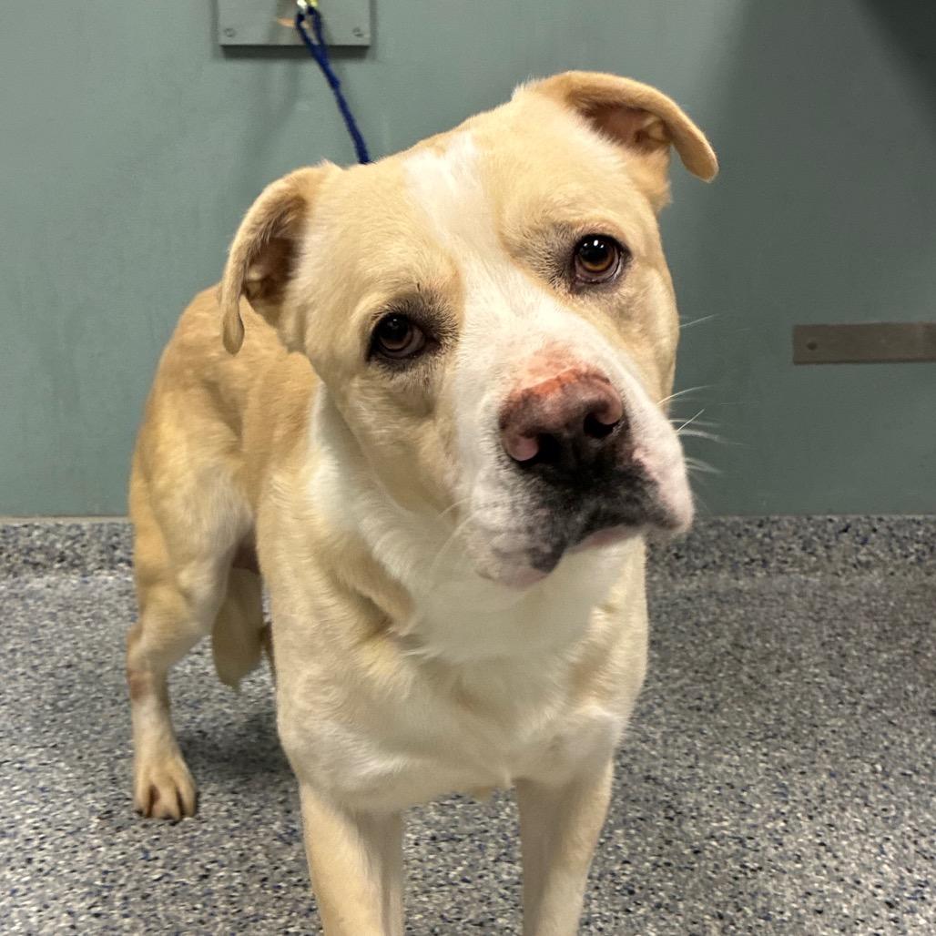 Gemini, Adoptable, Adult Male Yellow Labrador Retriever.