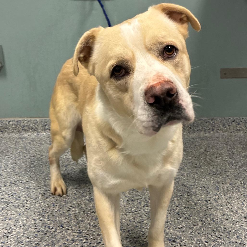 Gemini, a Adoptable mixed breed in Greenville, SC image 2/6