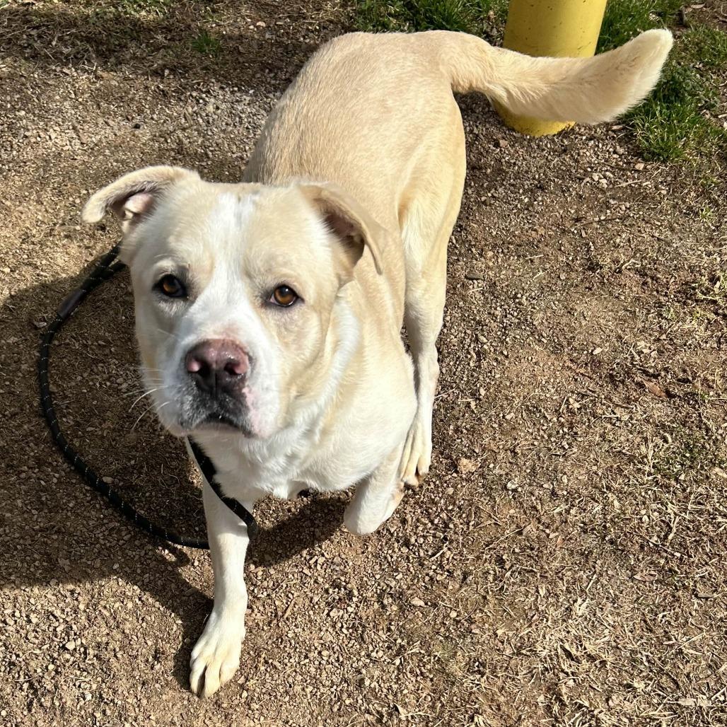 Gemini, a Adoptable mixed breed in Greenville, SC image 3/6