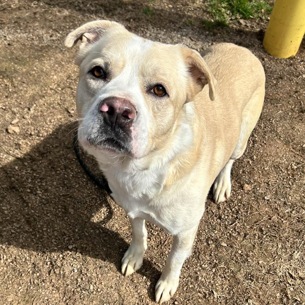 Gemini, a Adoptable mixed breed in Greenville, SC image 4/6