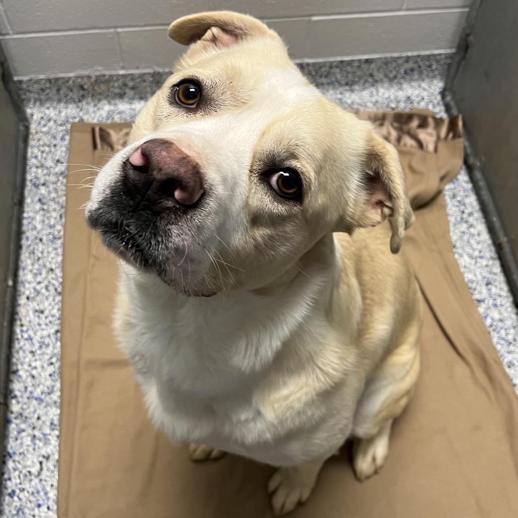 Gemini, a Adoptable mixed breed in Greenville, SC image 5/6