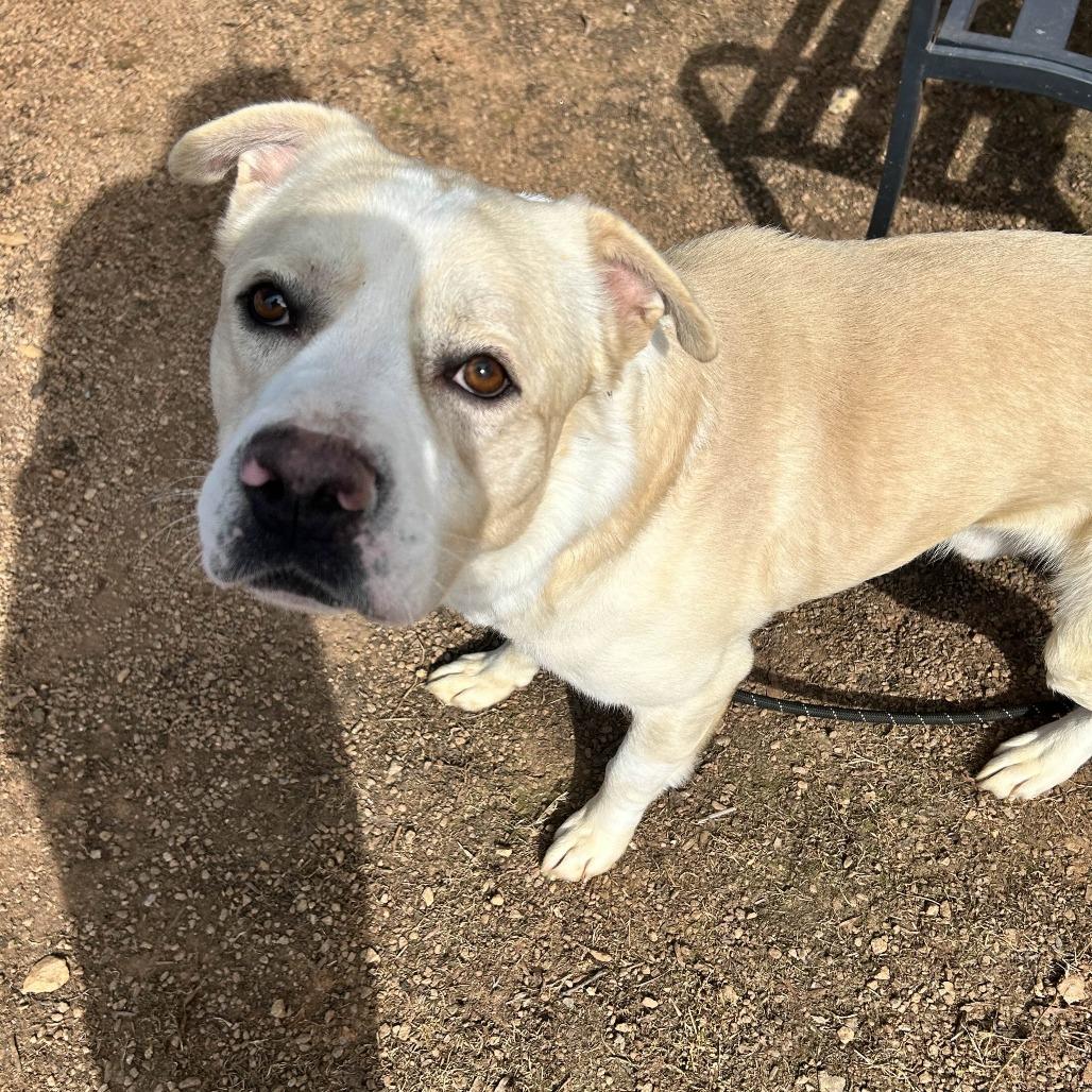 Gemini, a Adoptable mixed breed in Greenville, SC image 6/6