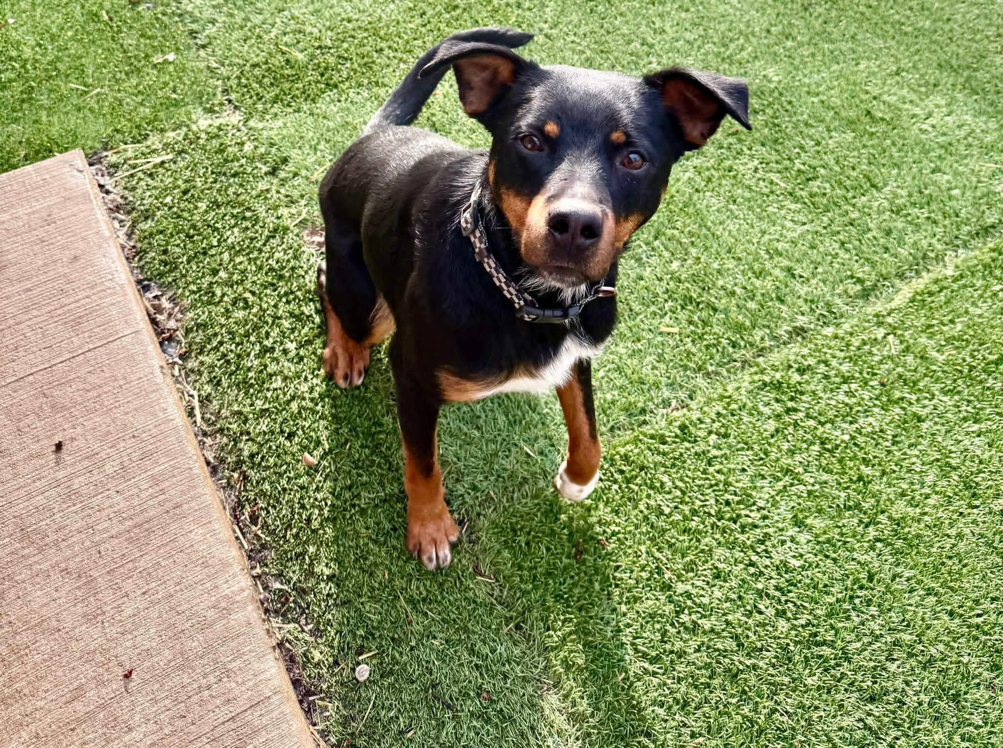 Enlarge ANCHOR. tinycauseadopt@gmail.com , a ADOPTABLE mixed breed in Vandergrift, PA image 2/5