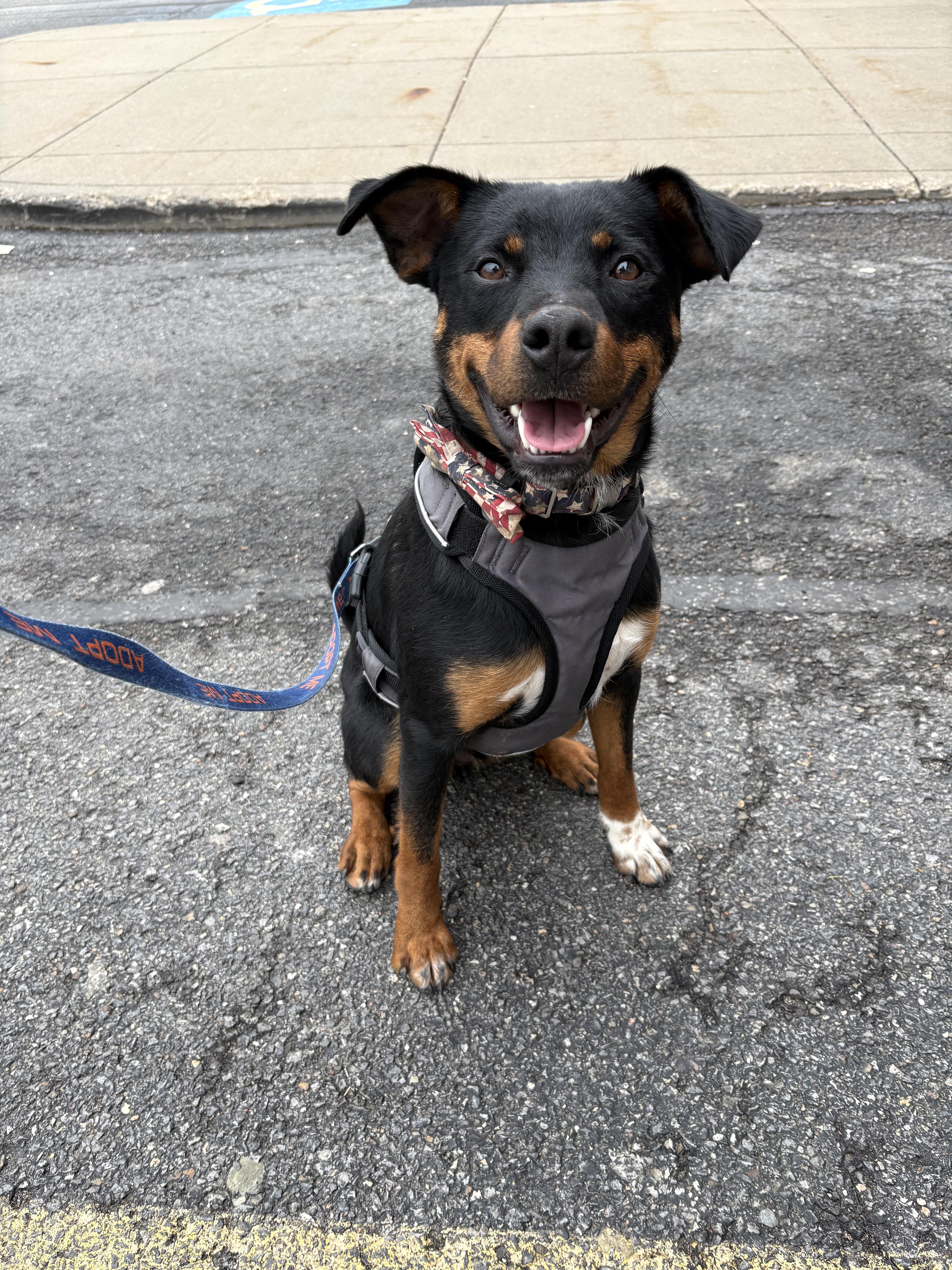 Enlarge ANCHOR. tinycauseadopt@gmail.com , a ADOPTABLE mixed breed in Vandergrift, PA image 1/5