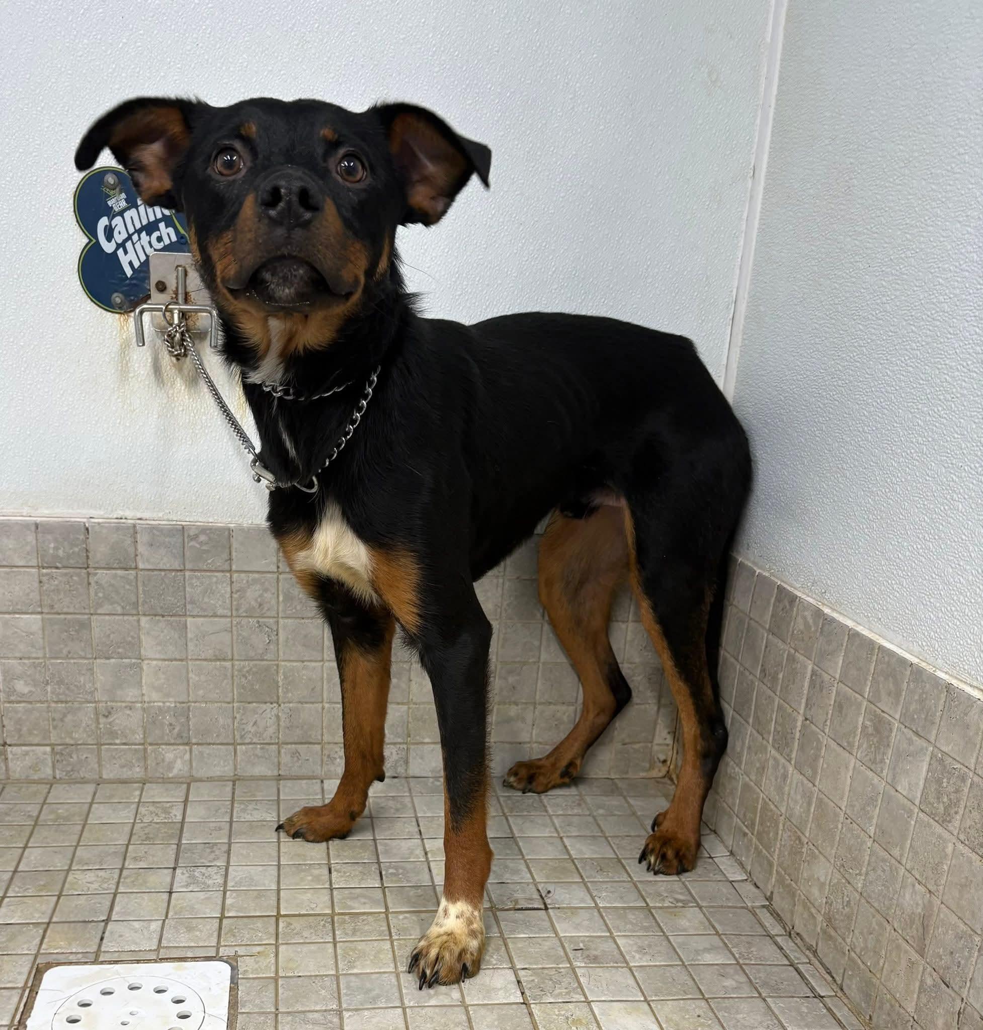 Enlarge ANCHOR. tinycauseadopt@gmail.com , a ADOPTABLE mixed breed in Vandergrift, PA image 2/2