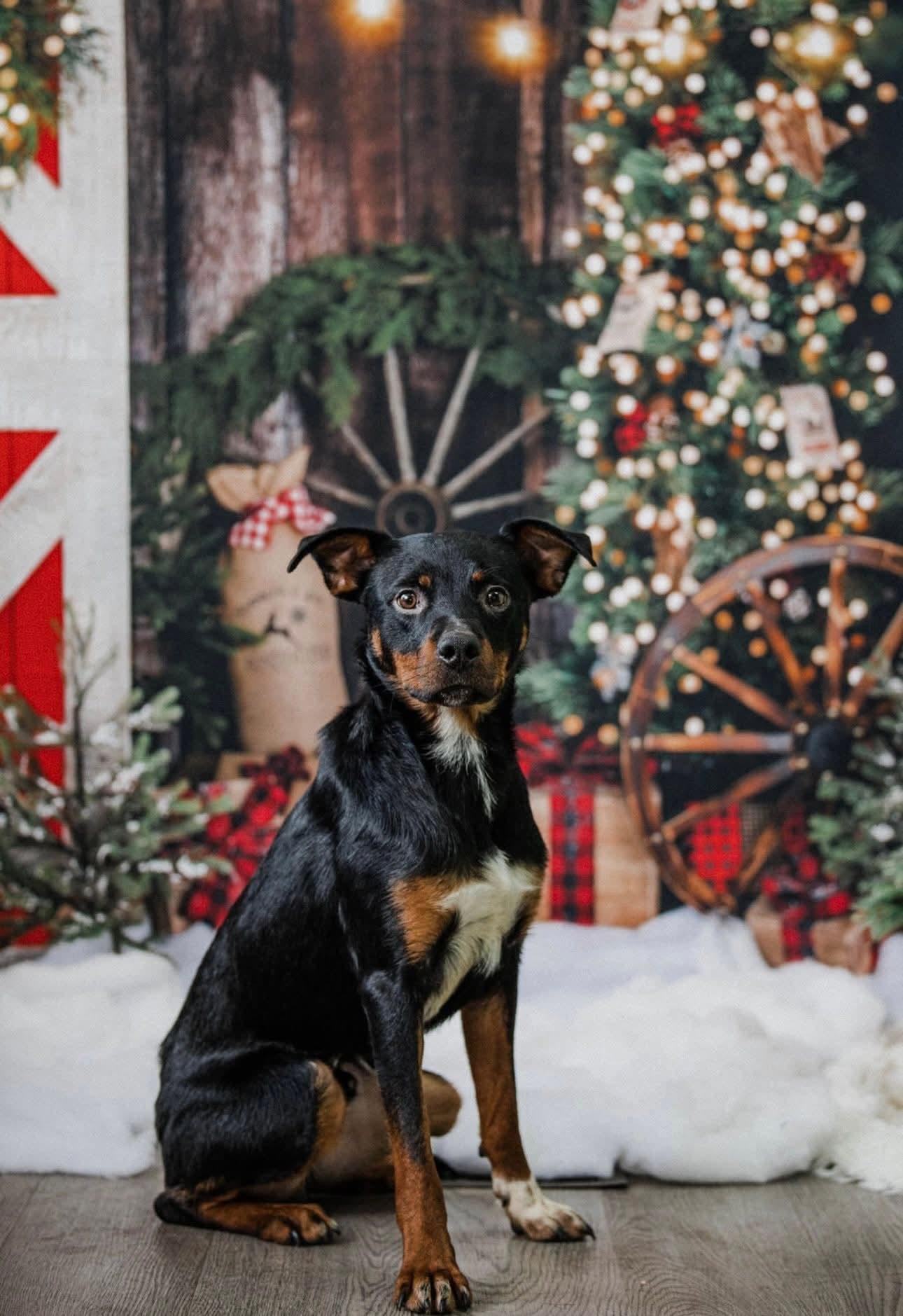 Enlarge ANCHOR. tinycauseadopt@gmail.com , a ADOPTABLE mixed breed in Vandergrift, PA image 1/2