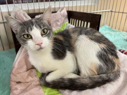 Dalia, Adoptable, Young Female Domestic Short Hair & Domestic Short Hair.