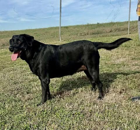 Enlarge Olive #8, an adopted Black Labrador Retriever in Killingworth, CT image 4/5
