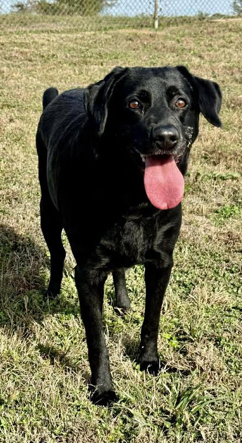 Enlarge Olive #8, an adopted Black Labrador Retriever in Killingworth, CT image 5/5