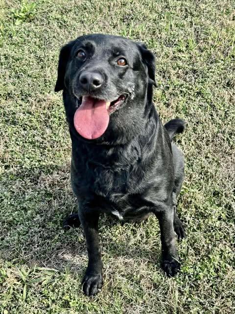 Enlarge Olive #8, an adopted Black Labrador Retriever in Killingworth, CT image 1/5