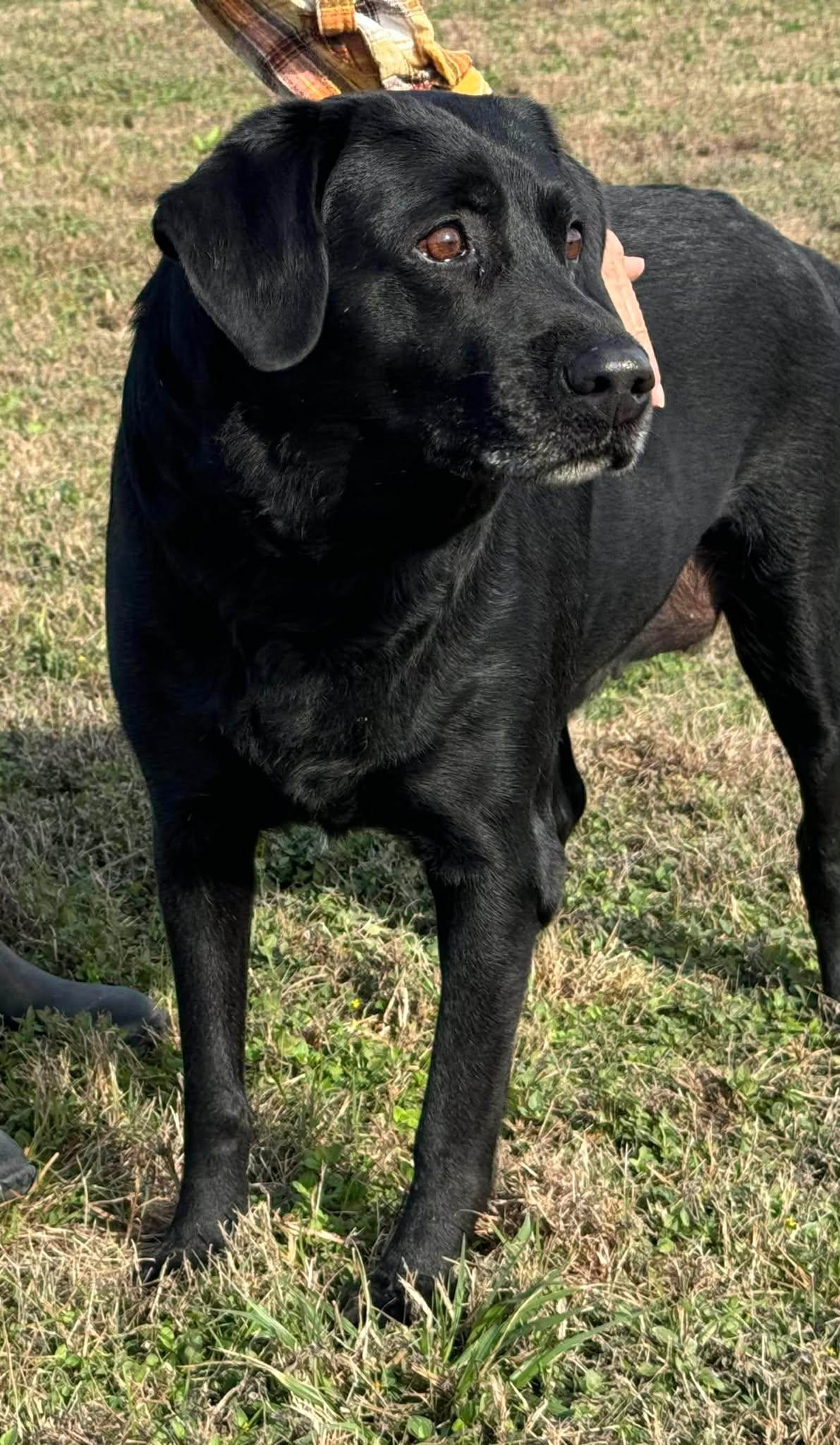 Enlarge Olive #8, an adopted Black Labrador Retriever in Killingworth, CT image 3/5