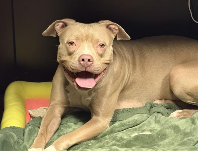 ZUZU, Adoptable, Adult Female Staffordshire Bull Terrier.