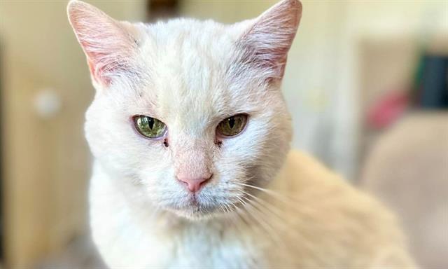 COLBEY, Adoptable, Senior Male Domestic Short Hair.