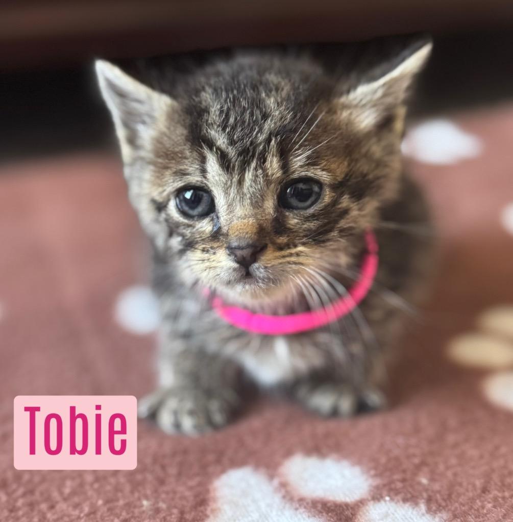 Tobie, Adoptable, Kitten Female Domestic Short Hair.