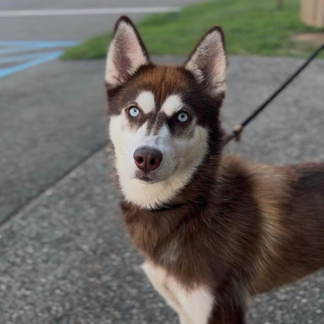 Enlarge Tajin, a ADOPTABLE Husky in Wayne, NJ image 2/2