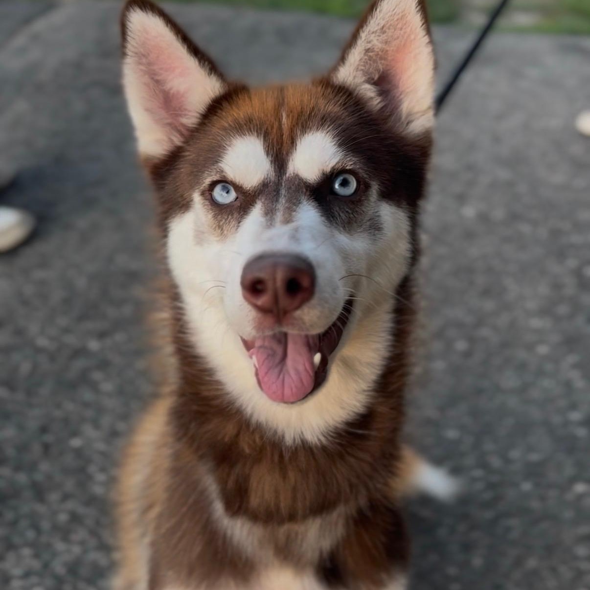 Enlarge Tajin, a ADOPTABLE Husky in Wayne, NJ image 1/2