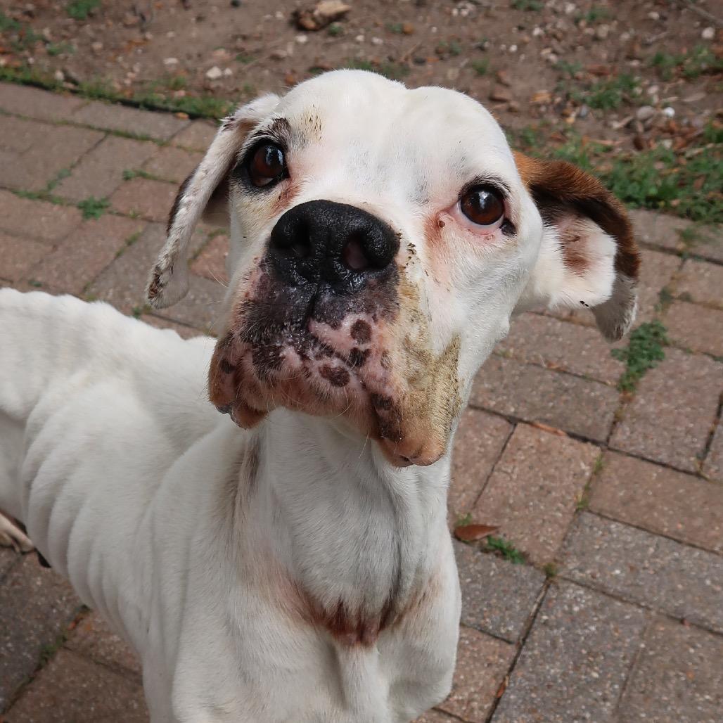 Pretty Lady, Adoptable, Adult Female Boxer & Mixed Breed.