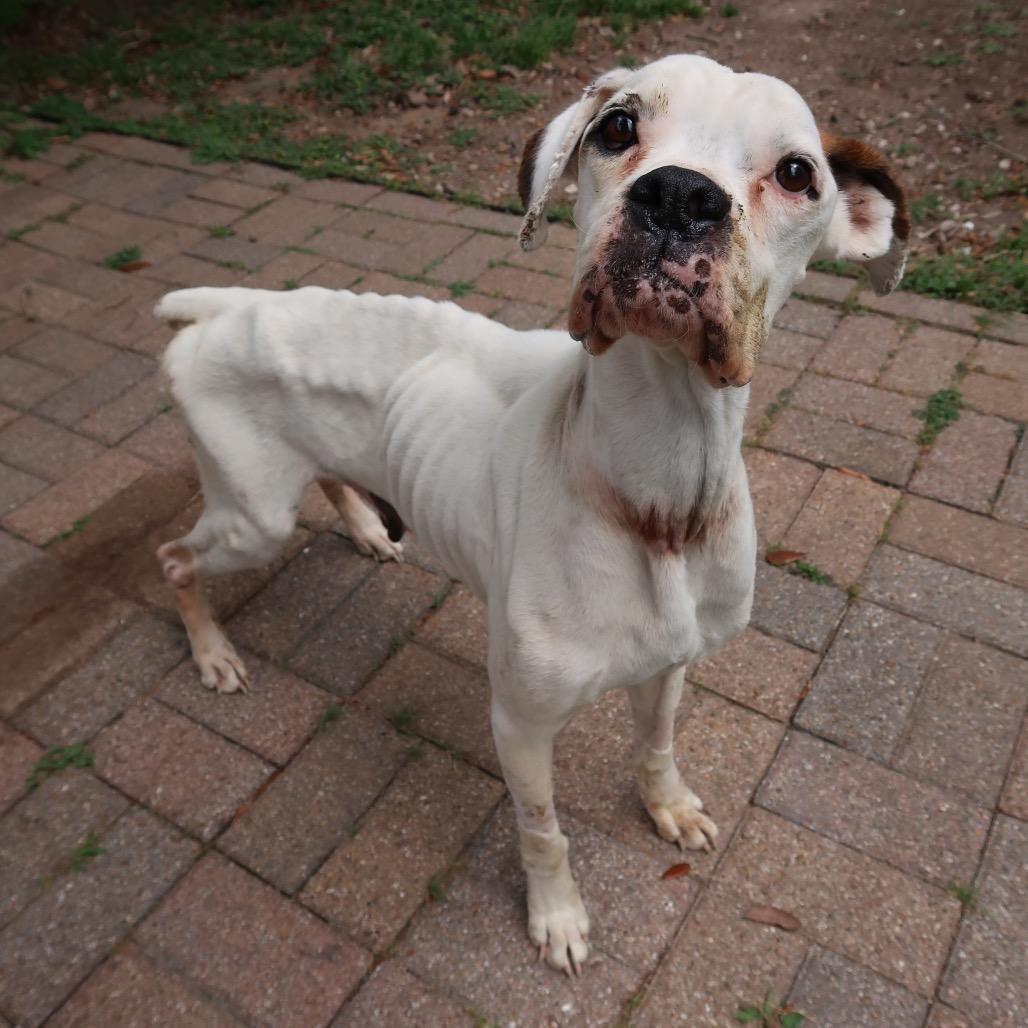 Pretty Lady, a Adoptable mixed breed in Pearland, TX image 2/6
