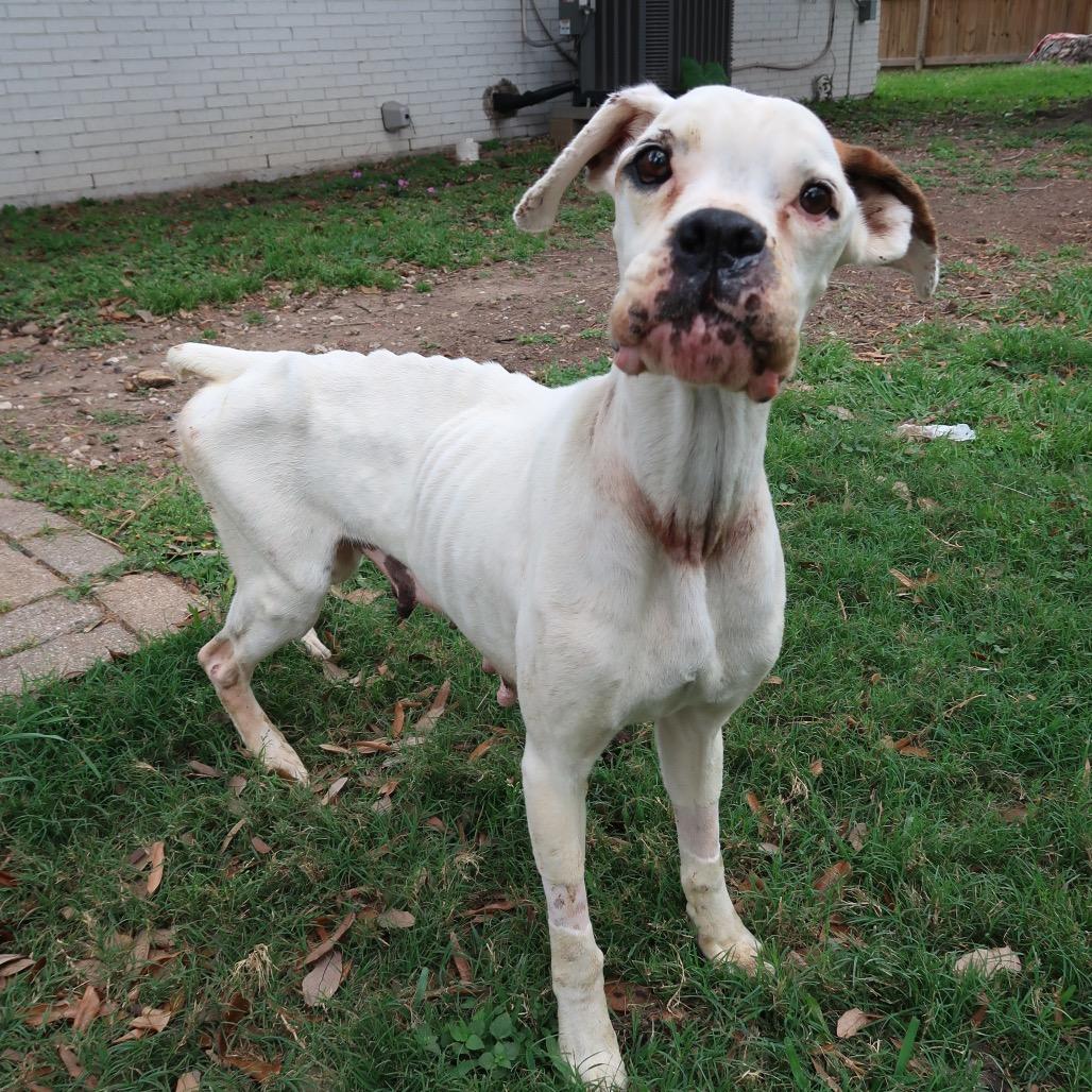 Pretty Lady, a Adoptable mixed breed in Pearland, TX image 3/6