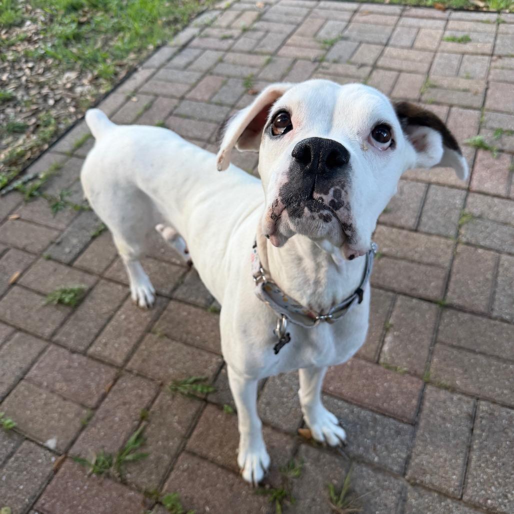 Pretty Lady, a Adoptable mixed breed in Pearland, TX image 4/6