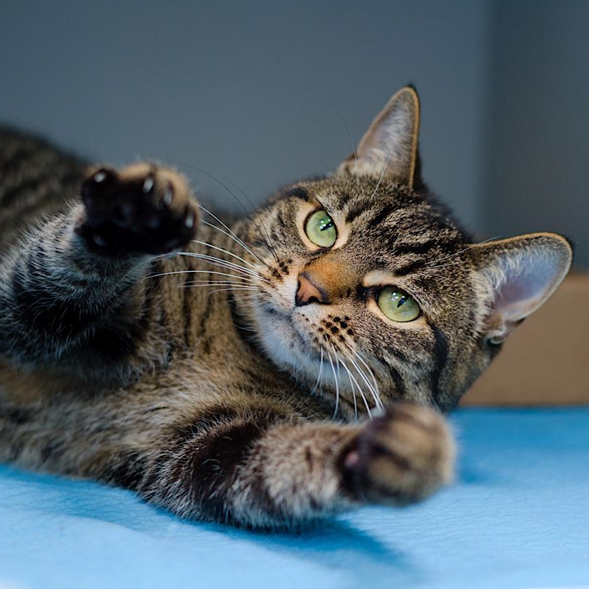 Enlarge Remi, an adopted Domestic Short Hair in Maplewood, NJ image 1/1