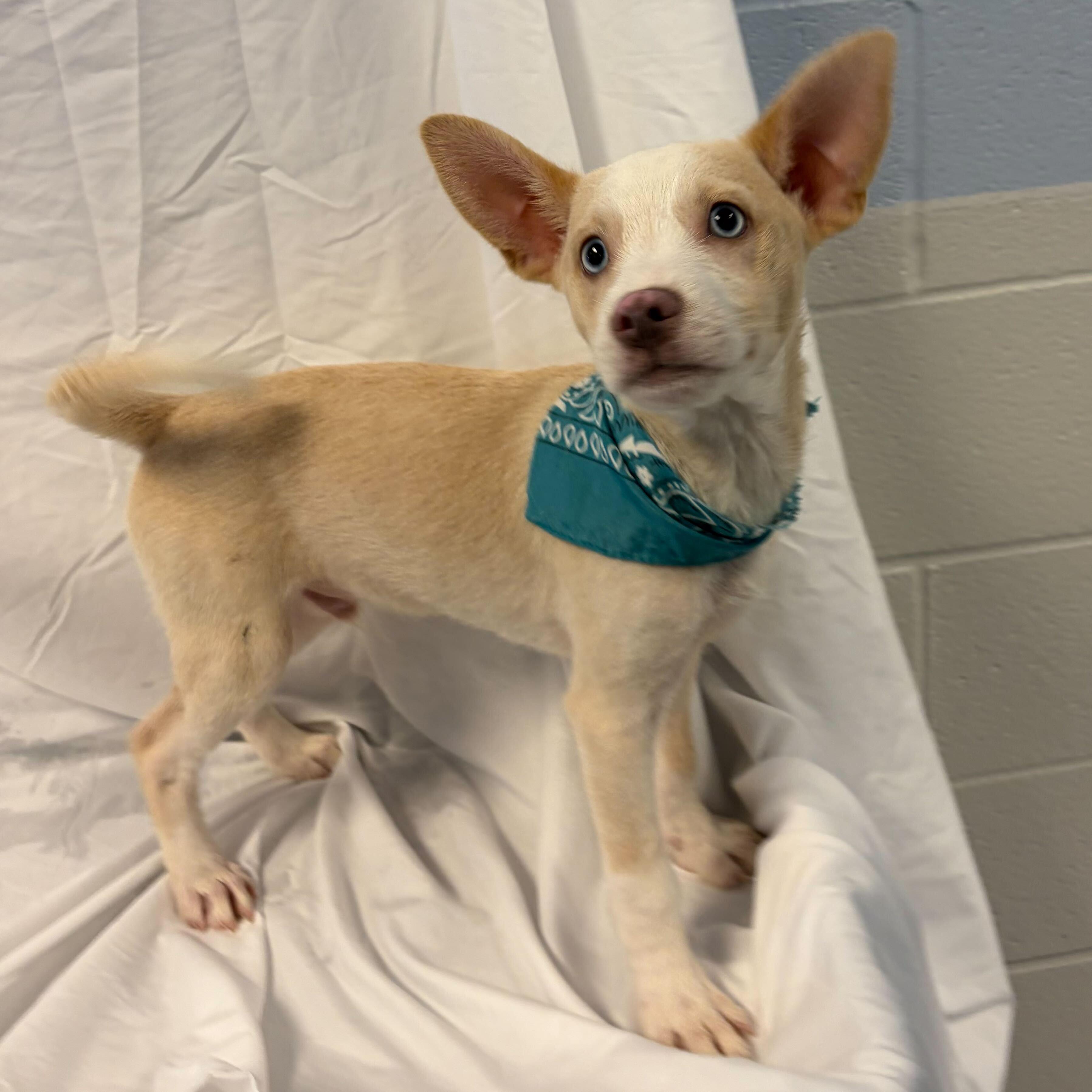 Enlarge Binky, an adoptable Mixed Breed in Canal Winchester, OH image 1/3
