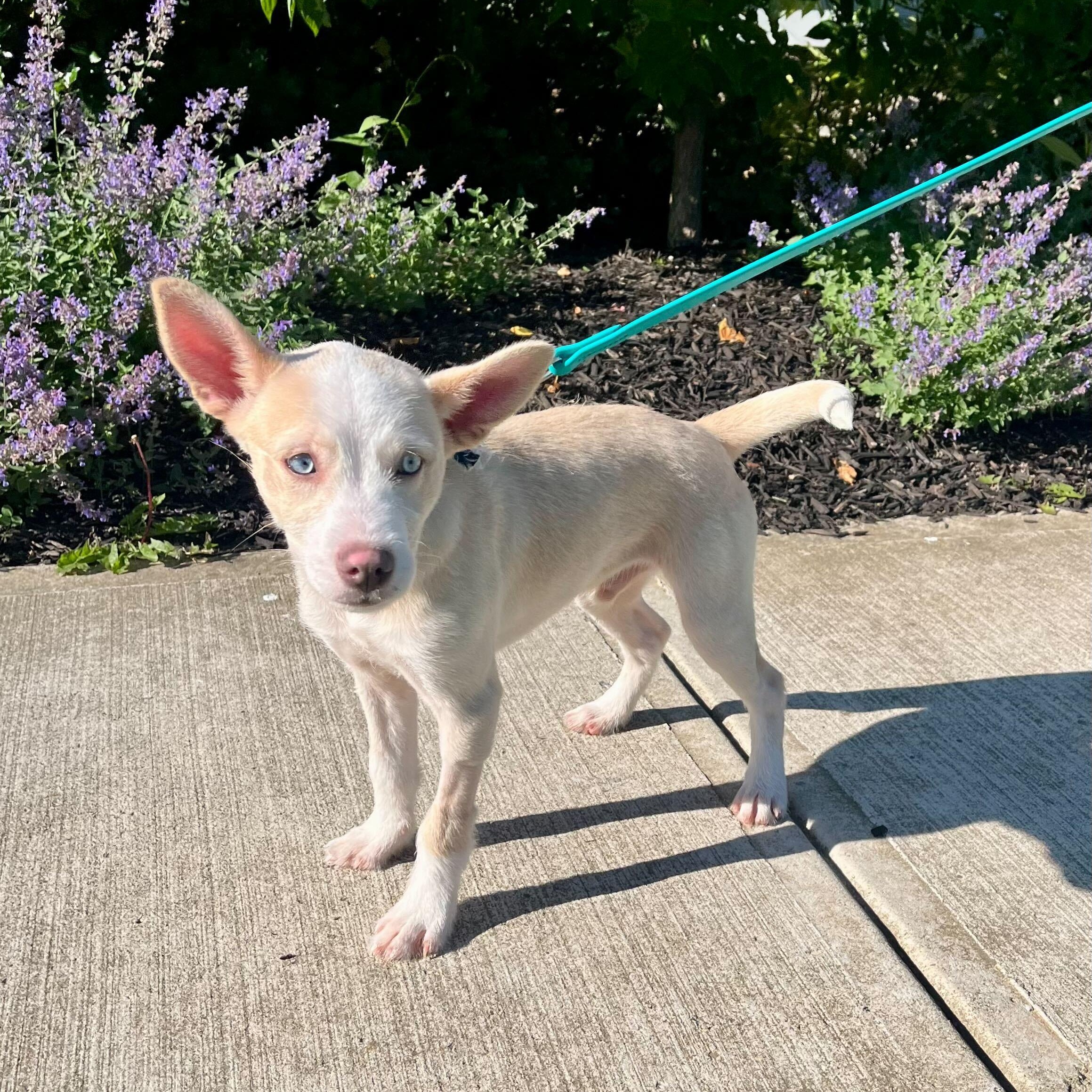 Enlarge Binky, an adoptable Mixed Breed in Canal Winchester, OH image 3/3