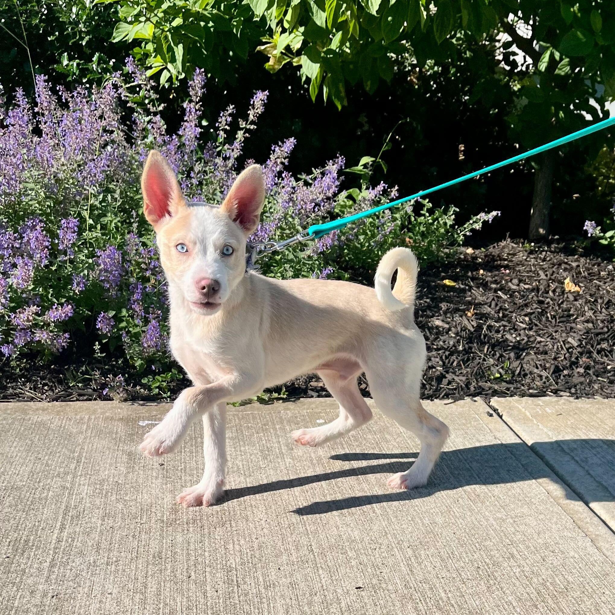 Enlarge Binky, an adoptable Mixed Breed in Canal Winchester, OH image 2/3
