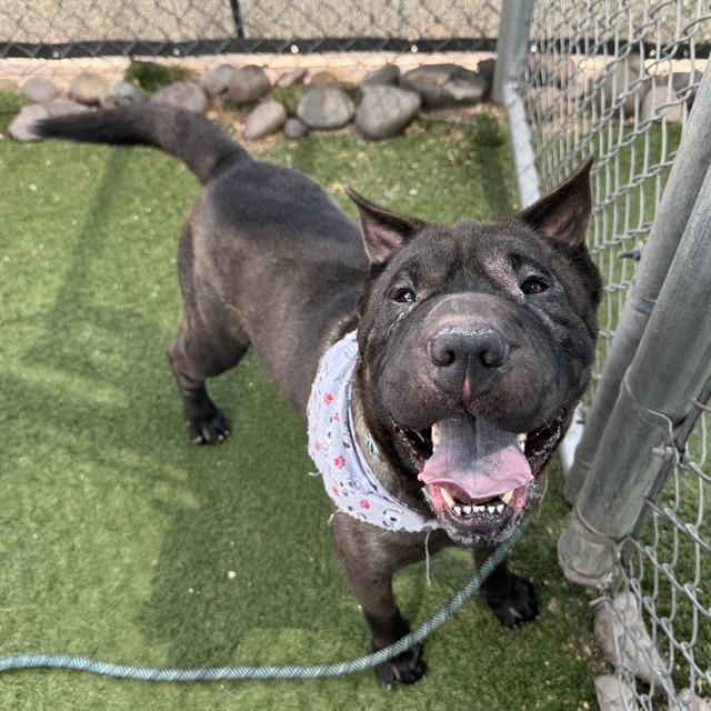 Enlarge RUFFLES, a Adoptable Shar-Pei in Phoenix, AZ image 1/1
