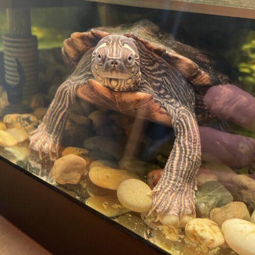 Bobo, ADOPTABLE, Young Female Turtle.